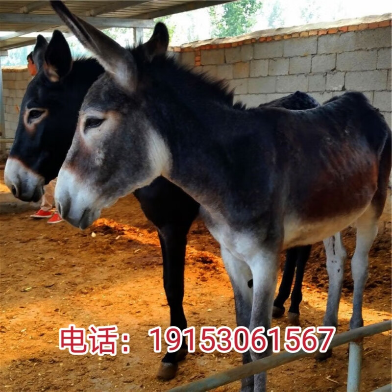 德州驴活苗改良肉驴活体小驴驹纯种三粉驴小毛驴驹关中驴养殖技术