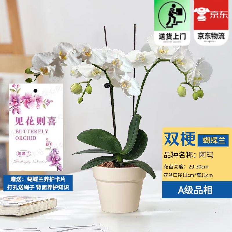 歐芽  蝴蝶蘭盆栽帶花劍蘭花大苗客廳室內(nèi)植物耐寒花卉好養(yǎng)活 雙梗帶花【阿瑪+樹脂盆】