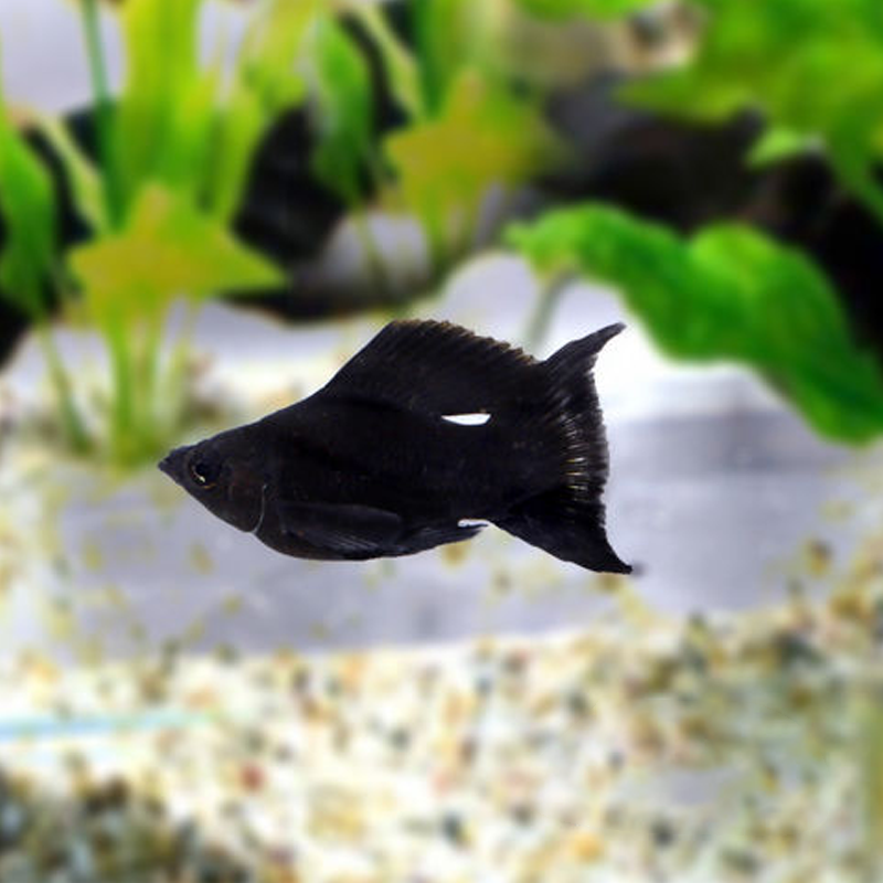 大脸兔 观赏热带鱼活体胎生鱼月光鱼玛丽球鱼牡丹鱼下崽鱼 黑球玛丽10