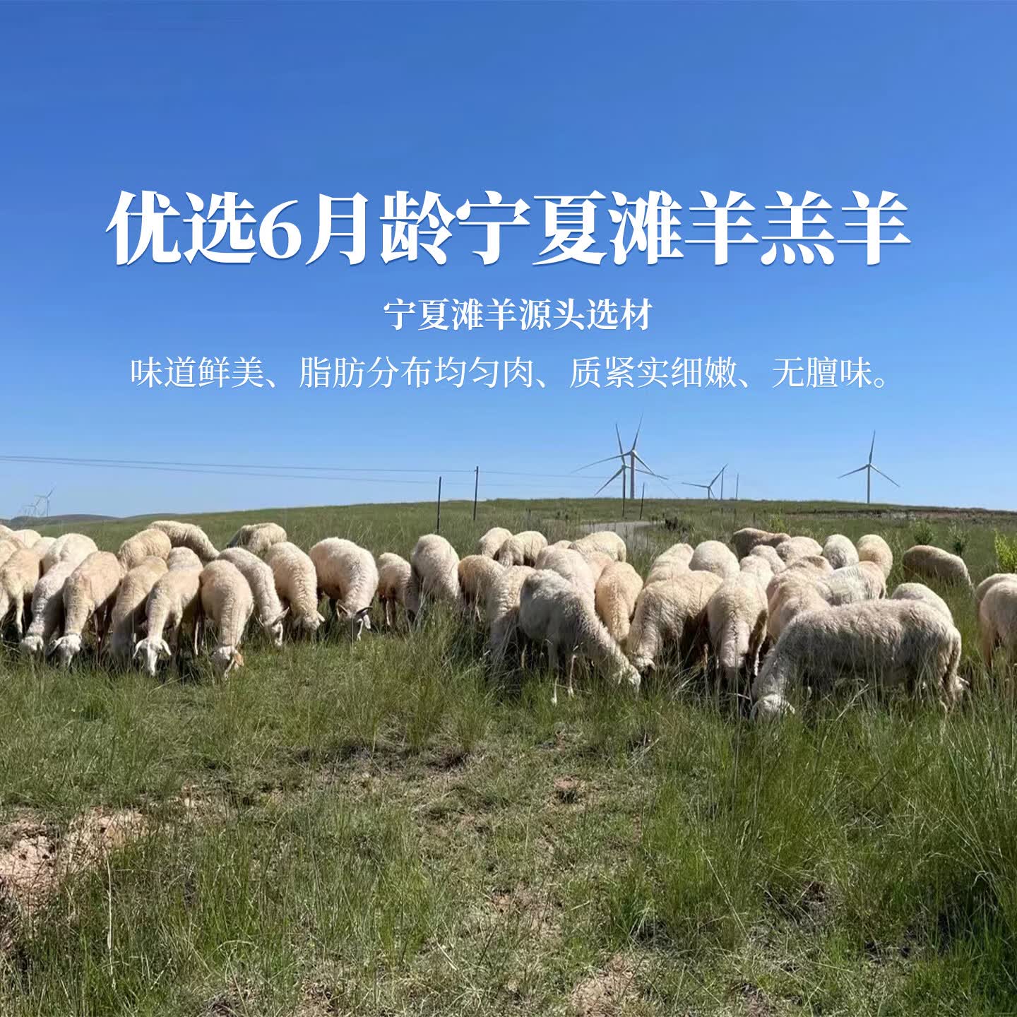 归冬 宁夏滩羊 散养羔羊半只羊羊腿羊排 新鲜羊肉生鲜 火锅炖煮食材 【原切】羔羊腿切块4斤