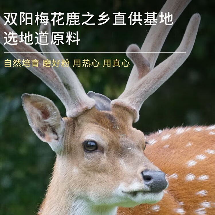 正宗双阳梅花鹿角帽鹿托盘粉鹿乡发货鹿场直发鹿角帽纯粉原料 正 恢复装 250g*1瓶