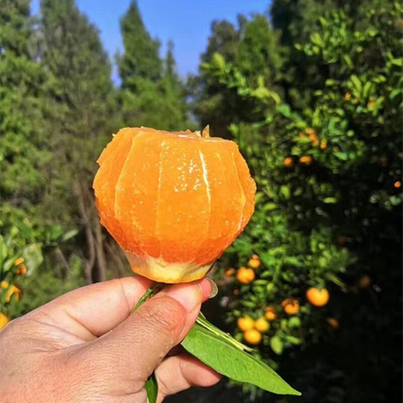 宜昌九月红橙秭归脐橙现摘新鲜时令水果多汁柑橘桔子果冻年货礼盒 4.5斤小果【单果60-70MM】