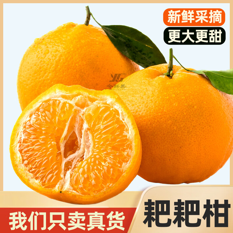 今鲜果四川春见耙耙柑新鲜水果应季柑橘子桔子粑粑柑孕妇水果 统货直发(普通快递) 真·耙耙柑净重8斤/单果80mm+