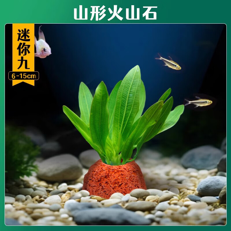 淘样儿火山石水草植物鱼缸造景专用水培阴性蜈蚣草绿菊真草增氧绿植摆件 【火山石】迷你九【限时冲量】