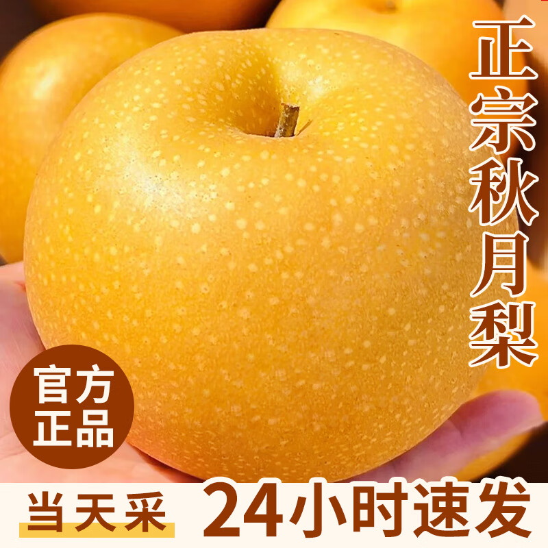 JDBMO秋月梨山东莱阳羊脂冰糖梨子正宗千玥膏梨水果送礼品 5斤精选商超级7-12枚净4.5斤 源头直采【精选好果】