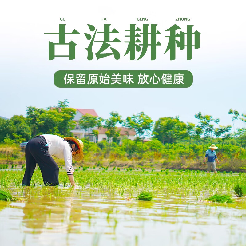 武当农夫 房县特产长粒香米 农家自产袋装2025新米大米 食用煮饭熬粥米粮 武当贡米10斤装 5kg*1袋