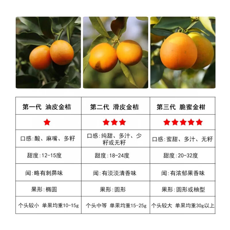 融安金桔旗舰店正宗广西脆蜜金桔第三代脆蜜金柑小金桔子新鲜水果礼盒装 伴手礼盒 滑皮净1.8斤 单果20g+【独立包装】无手提袋