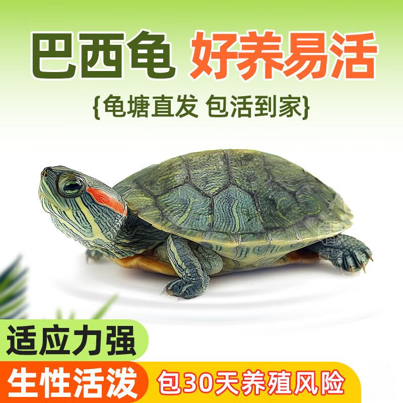 CHONG YIMO ������ 3-4cm ǳ�� ����/������1ֻ �͹��� 1.79Ԫ(����ȯ) ����