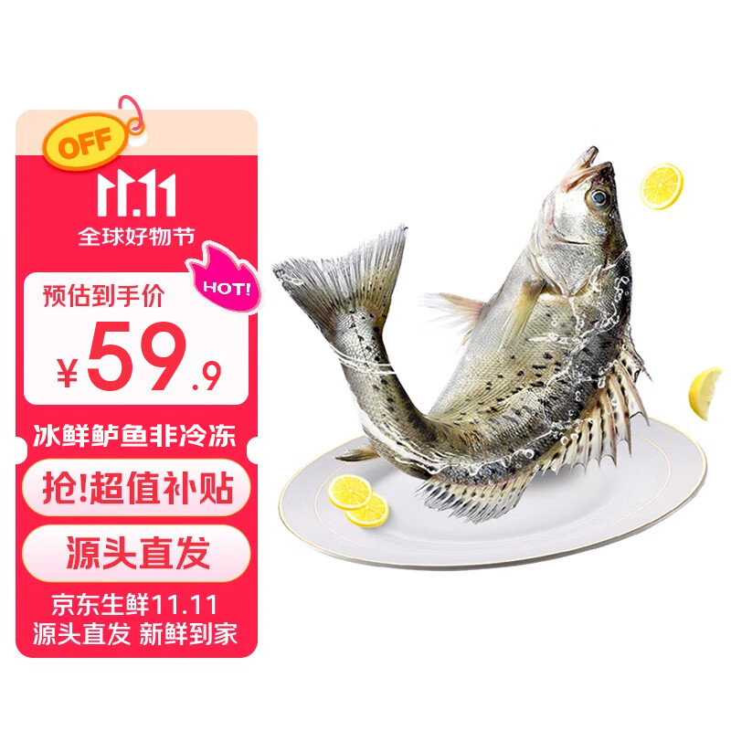 鲜京采 【冰鲜】白蕉海鲈鱼净重500-550g *3条 地标 鱼类源头直发