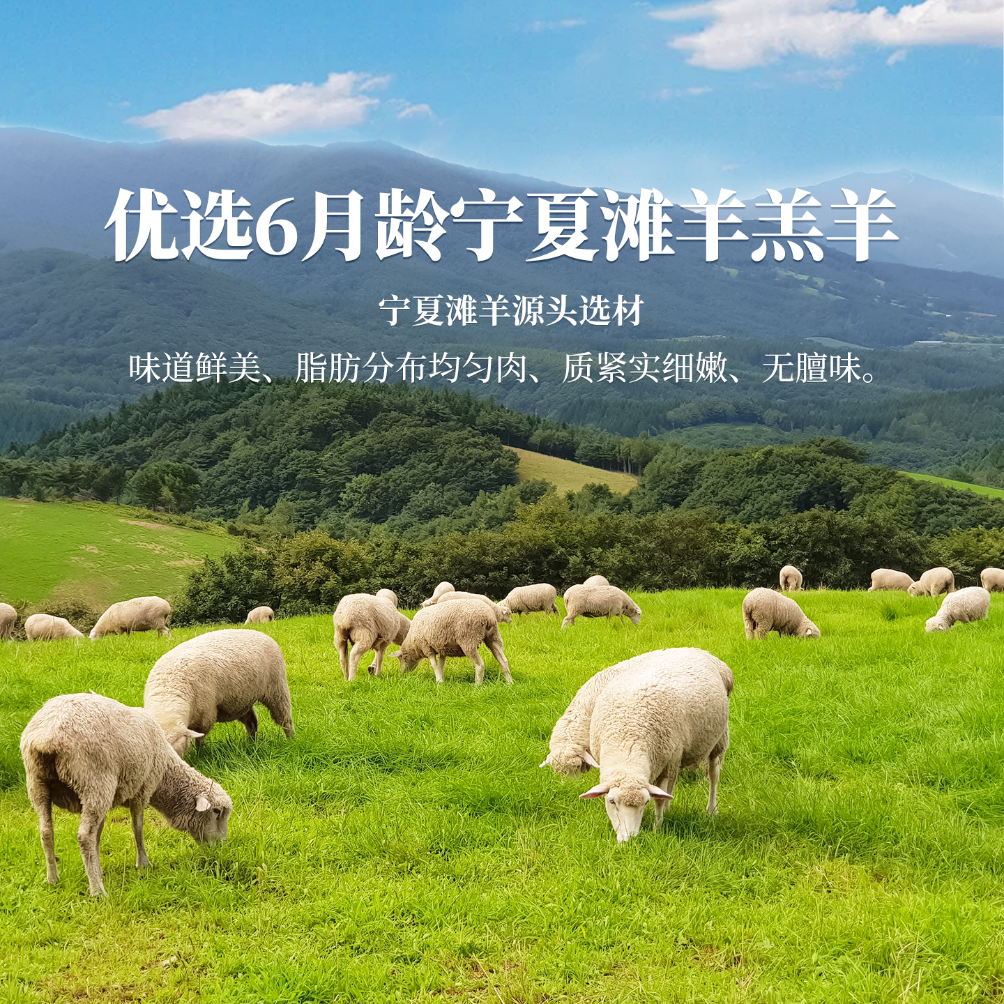归冬 宁夏滩羊 散养羔羊肉手把肉 新鲜手抓羊肉生鲜手把羊肉 法式羊排12支