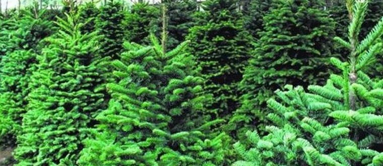 真的圣诞树盆栽真树活的挪威云杉真正的诺贝松真树松树圣诞节绿植 精选居家推荐1.3-1.4米圣诞树真树(送盆) 送