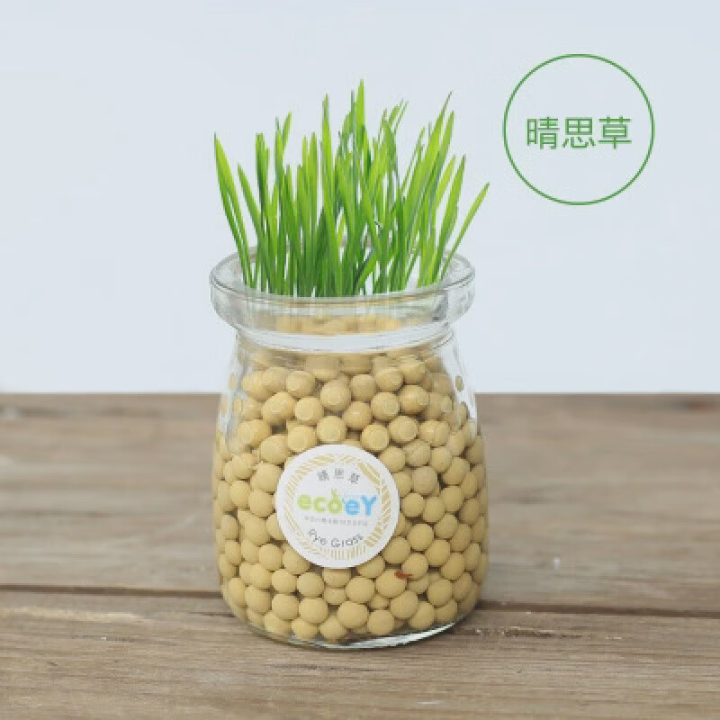 办公室种草长草儿童小盆栽桌面迷你草头娃娃水培绿植物 晴思草种子