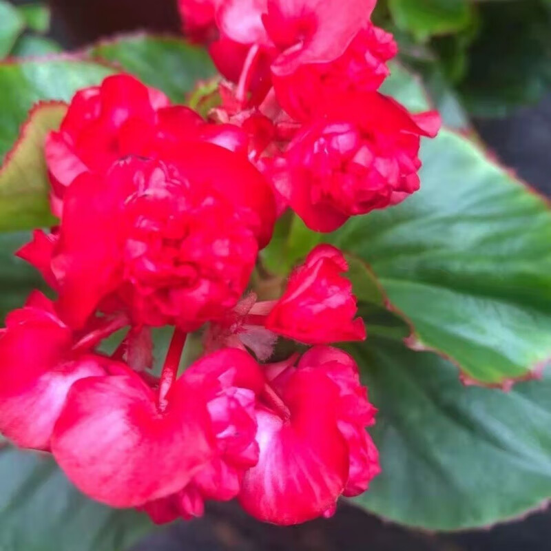 四季海棠花苗盆栽阳台庭院多年生带花苞秋海棠玻璃翠 重瓣玻璃球球