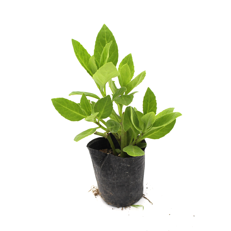 素蜜明月草盆栽苗 降糖草 长寿菜 绿植盆栽阳台 白子菜 金鸡毛菜 明月