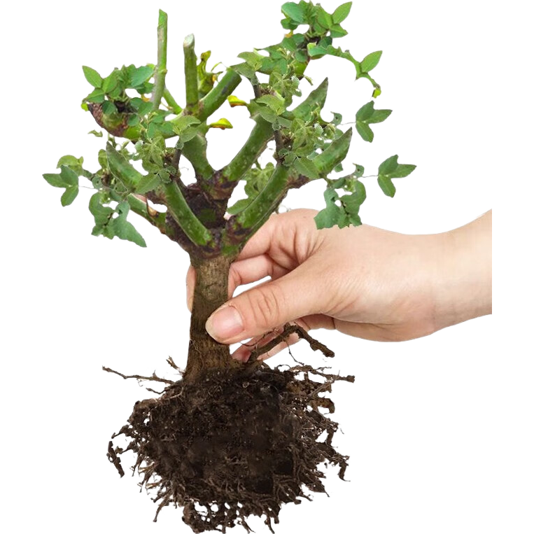 ����õ�廨����׮ ��ɫ���1�� 1.1Ԫ