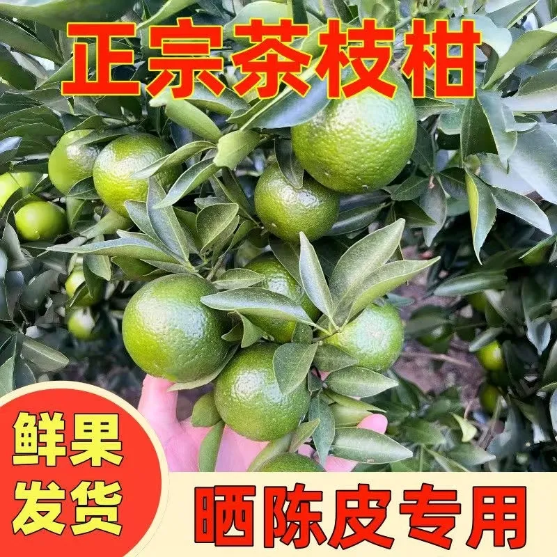 【晒陈皮专用果实】新会柑茶枝柑陈皮二红柑大红柑青柑新鲜果东甲 实惠二红柑10斤