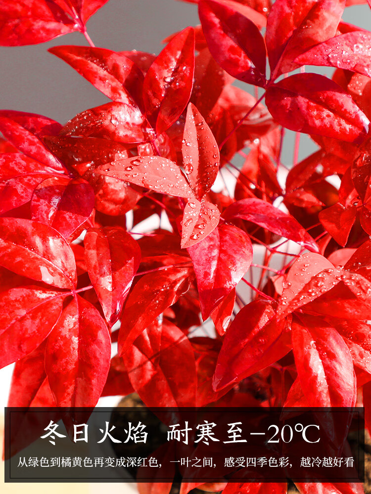 绿有意火焰南天竹盆栽红叶绿植中式禅意四季观叶桌面花卉好养耐寒植物 火焰南天竹（树脂甜甜圈盆）送肥料 耐寒好养