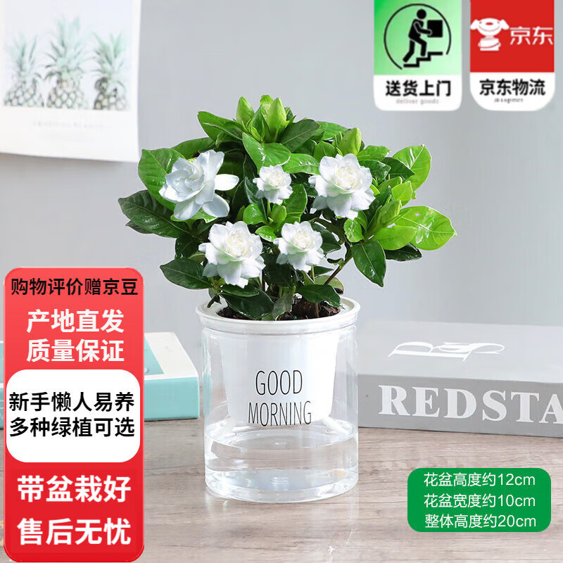 欧芽栀子花盆栽花卉植物室内浓香办公室水培绿植 栀子花(早安自动吸水盆) 含盆