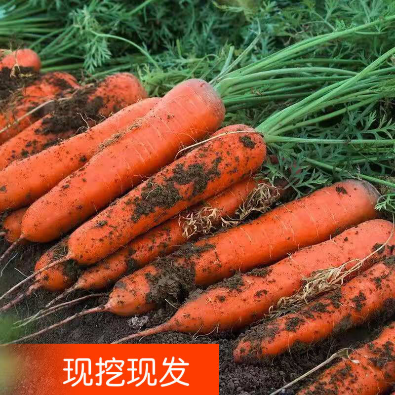 喜酷橙新鲜胡萝卜沙土地新鲜蔬菜水果红萝卜现挖现发农家自种水果胡萝卜 9斤