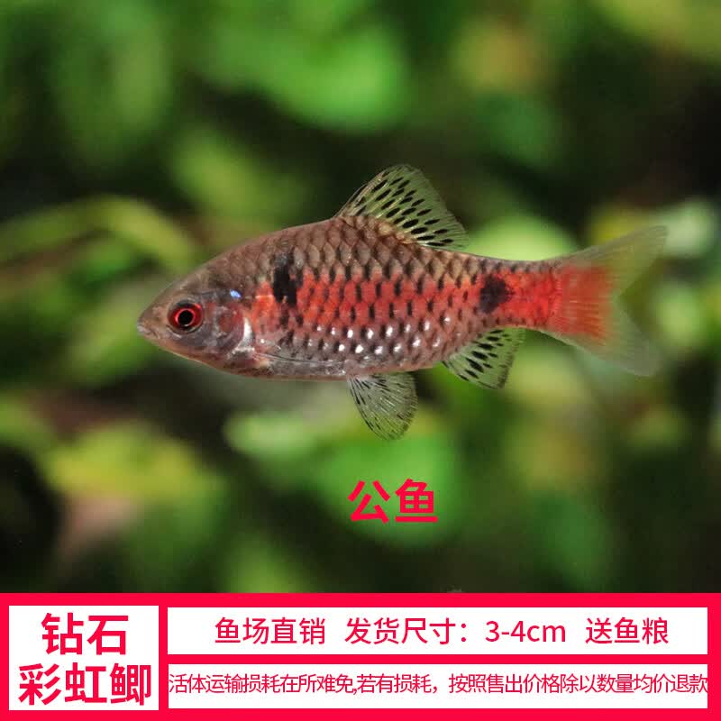 鱼爱之家钻石彩虹鲫鱼母鱼苗低温冷水耐寒淡水好养耐活体群游原生观赏