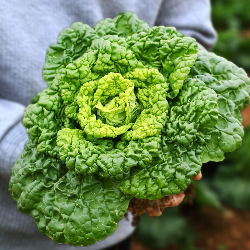 北蔬黄心乌塌菜种子耐寒小白菜春季蔬菜 黄心乌种子 10g装