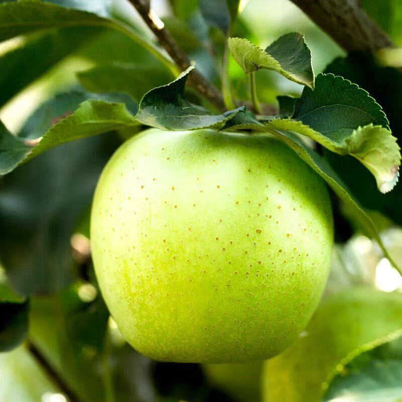 正宗王林苹果生鲜水果当季脆甜雀斑王林青苹果新鲜水果整箱礼盒装 礼盒装【12枚】10斤装【果王送礼】100+mm
