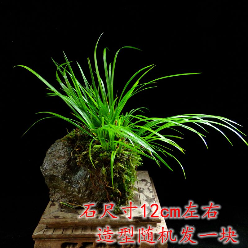 石菖蒲 相关京东优惠商品推荐降序排行榜 价格图片品牌优惠券 虎窝购