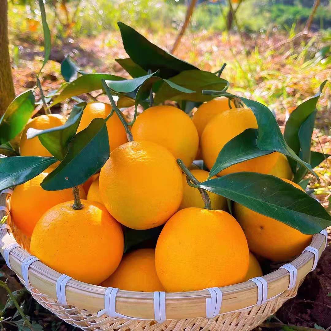 沣御园湖南怀化麻阳冰糖橙 当季整箱果冻甜橙手剥橙新鲜橙子水果 4.5斤大果果径约60-65mm