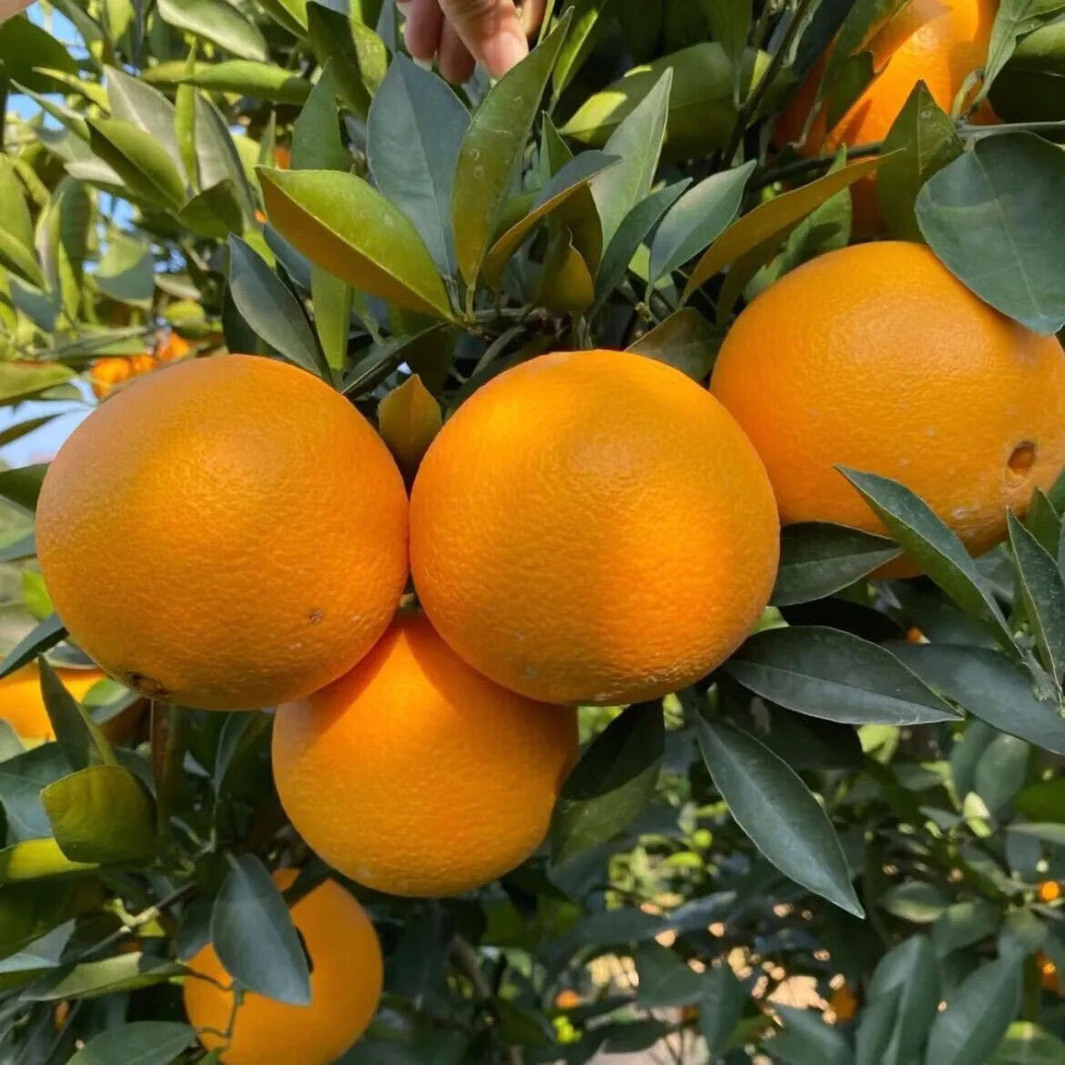 绿熊庄园赣南脐橙正宗江西赣州直发甜橙子新鲜水果冻橙应季特产手剥橙鲜橙 【商超品质】净重4.5斤75mm-90mm