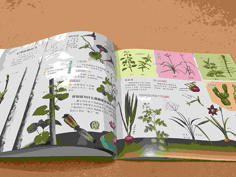 让孩子着迷的第一堂自然课——奇妙植物
