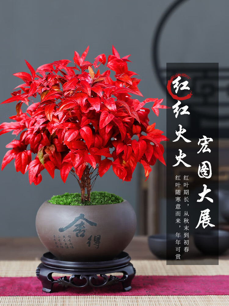 绿有意火焰南天竹盆栽红叶绿植中式禅意四季观叶桌面花卉好养耐寒植物 火焰南天竹（树脂甜甜圈盆）送肥料 耐寒好养