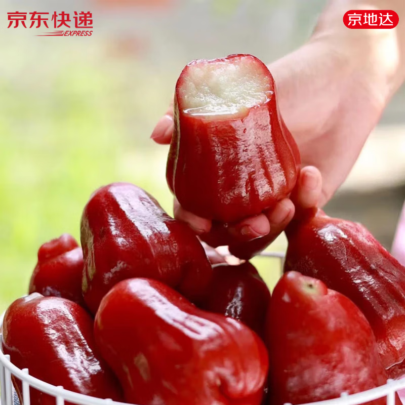 京地达海南黑金刚莲雾  礼盒装 净重5斤大果单果80g起 源头直发包邮