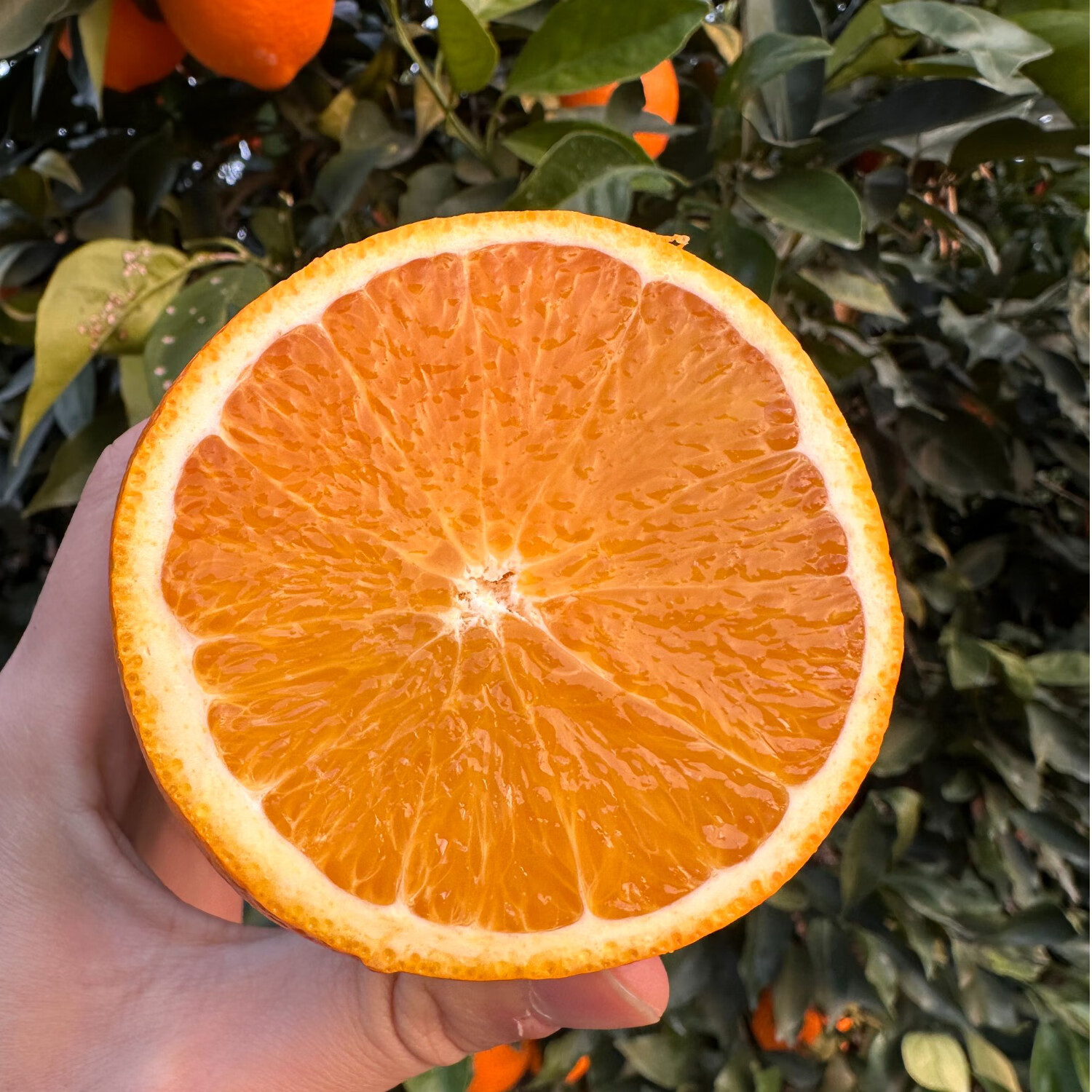 逮果重庆奉节脐橙春橙纽荷尔福本新鲜水果橙子现摘大果皮薄甜橙 彩箱礼盒10斤装【净重9斤  单果200-300g】