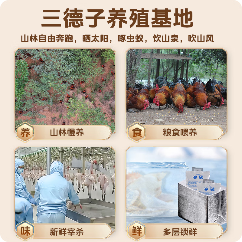 三德子好甄选 散养农家生态土鸡 整只走地鸡净膛鸡肉生鲜 清蒸鸡 0.7-1.2kg/只