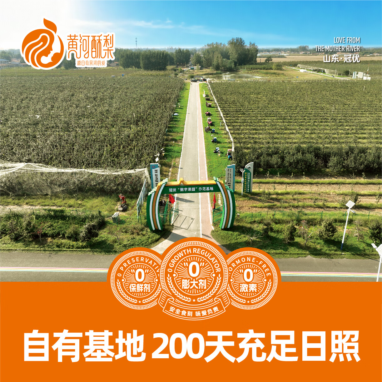 黄河酥梨 官方正品 尝鲜两粒装生鲜水果 农产品 特产 2粒(单果1斤~1.2斤)