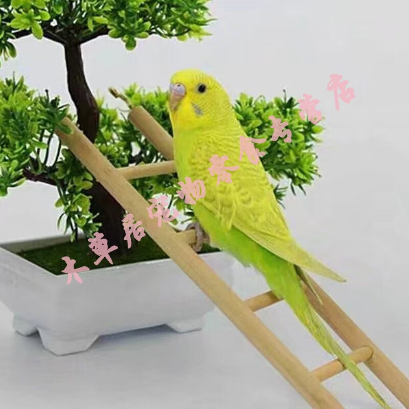 特色虎皮金彩鱼鳞大头鹦鹉宠物活体鸟会说话的鸟活物 黄皮一只