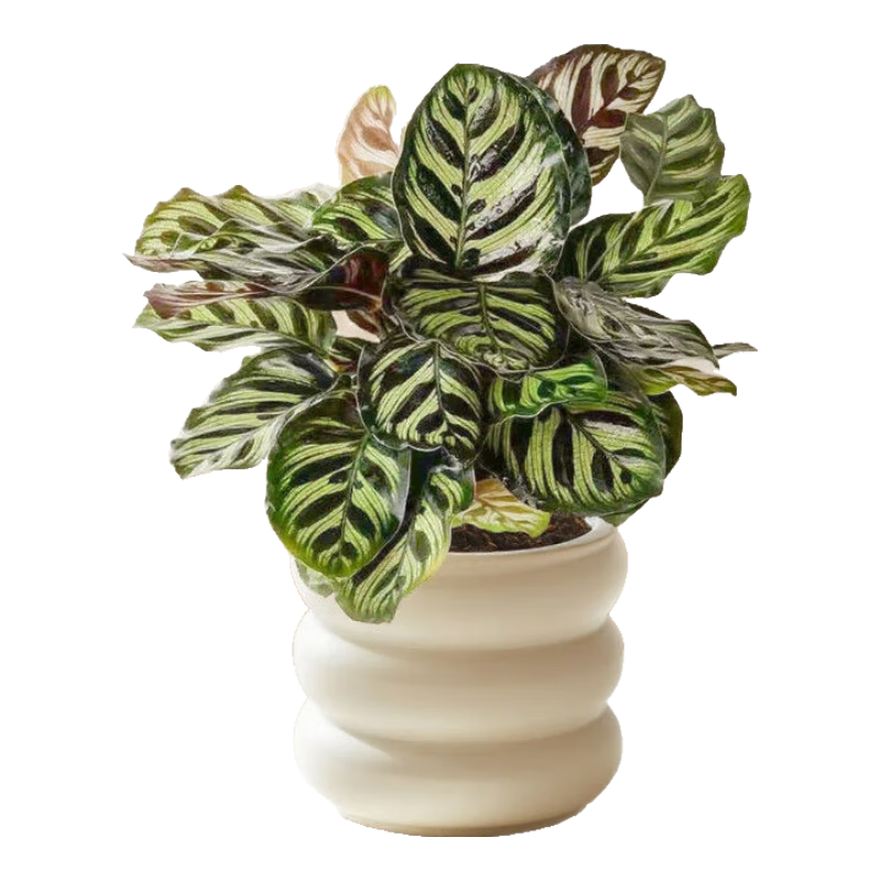 孔雀竹芋盆栽绿植室内观叶四季常青净化空气办公室懒人小盆栽植物 孔雀竹芋+米其林圈圈树脂盆 含盆