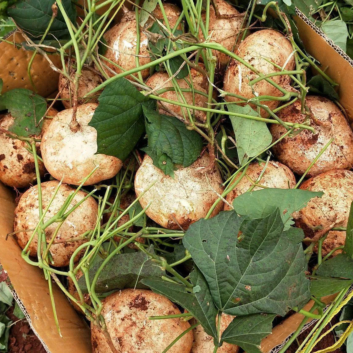 贵州新鲜地萝卜凉薯脆微甜沙葛土瓜水果现挖农家自产白地瓜即食 9斤小果