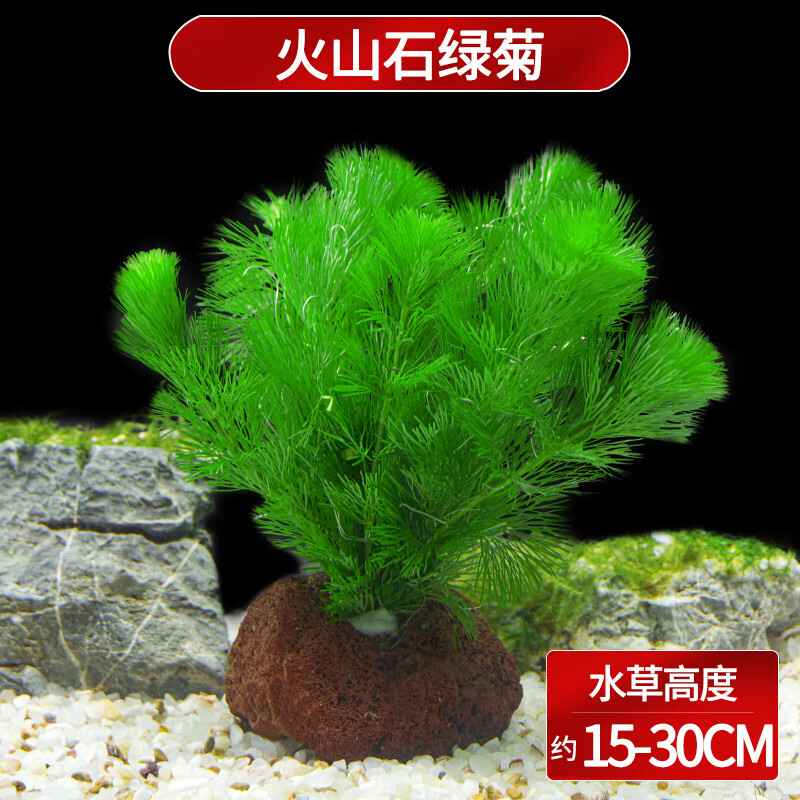 宠小侠水草植物鱼缸真草造景生态全套摆件养鱼增氧铺底阴性水培净化绿植 【赛级精品】火山石绿菊