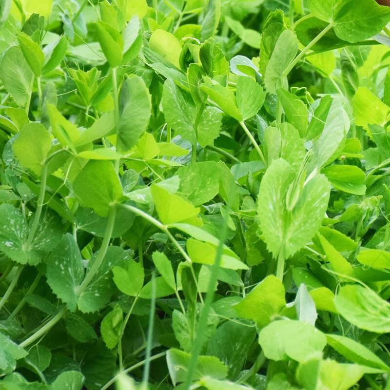 新鲜豌豆尖贵州露天高山豌豆尖龙须菜豌豆颠露天豌豆苗火锅配菜 豌豆尖叶（净重）：2斤