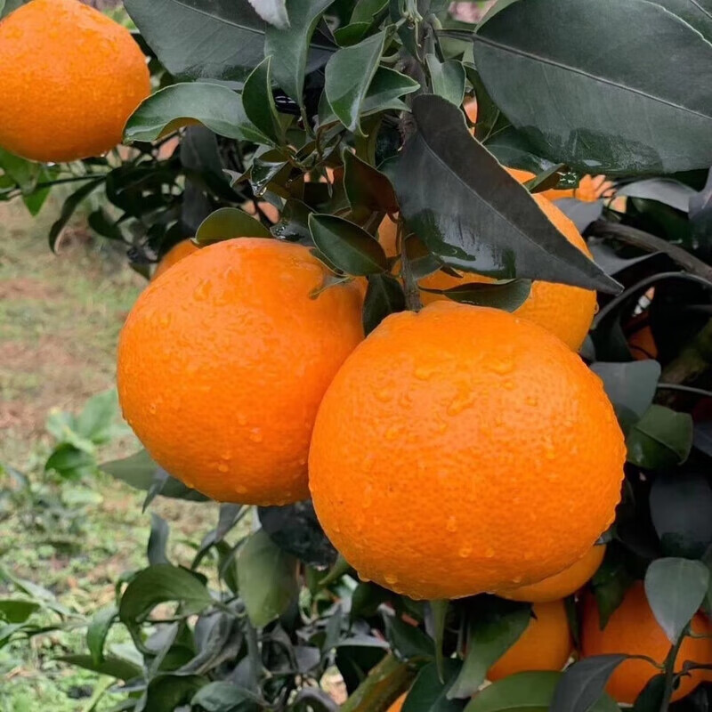 四川爱媛38号果冻橙子新鲜当季水果手剥柑橘新鲜水果礼盒 带箱3.5-4斤 热卖装【单果75MM+】——净重4斤