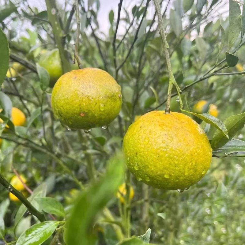【晒陈皮专用果实】新会柑茶枝柑陈皮二红柑大红柑青柑新鲜果东甲 实惠二红柑10斤