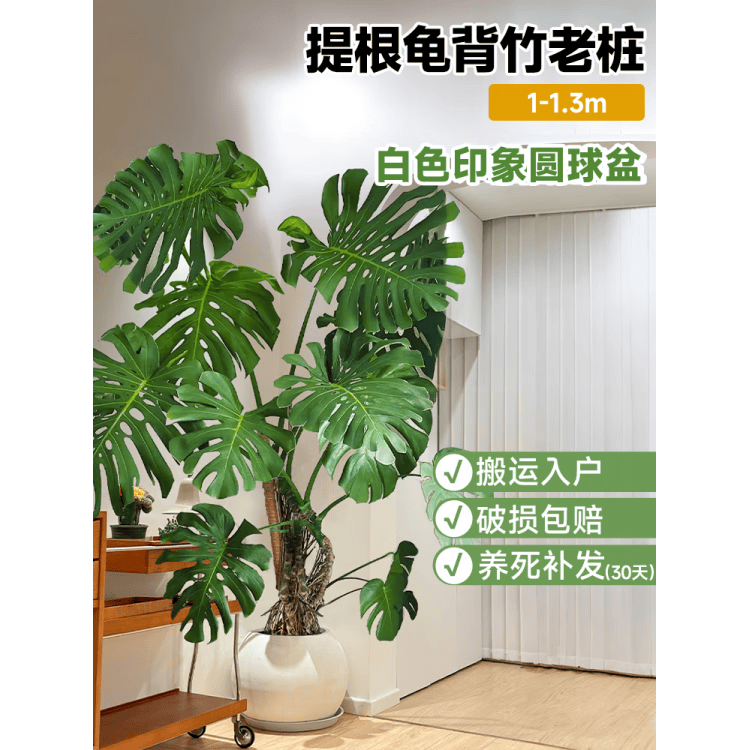 GOODFRU龟背竹客厅大盆栽室内客厅大叶老桩植物电视柜旁边大型绿植落地 主图同款精品A+级大叶提根龟背竹1-1.3米【印象