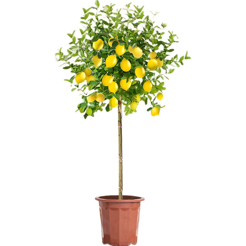 ˮԿɽʳôֲڿļֲ 1.4-1.5ԭ 79Ԫ