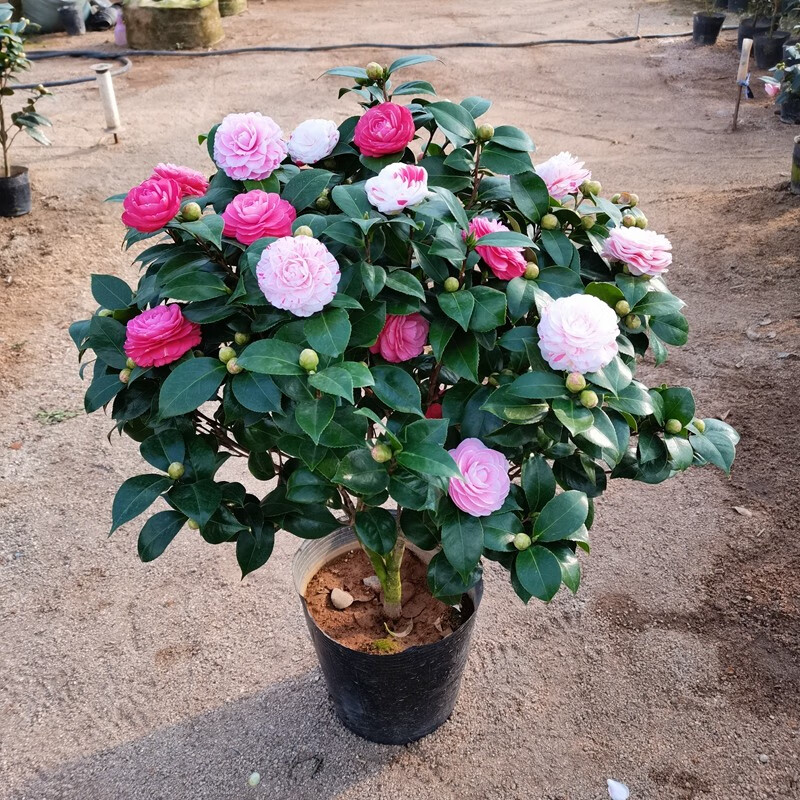 千家园花卉 QIAN JIA YUAN十八学士 小五彩山茶花盆栽白十八红粉色开花茶花树正品名贵茶花 10年：含盆高90-100 带育苗盆，当前非花期，夏季结苞 红粉白随机
