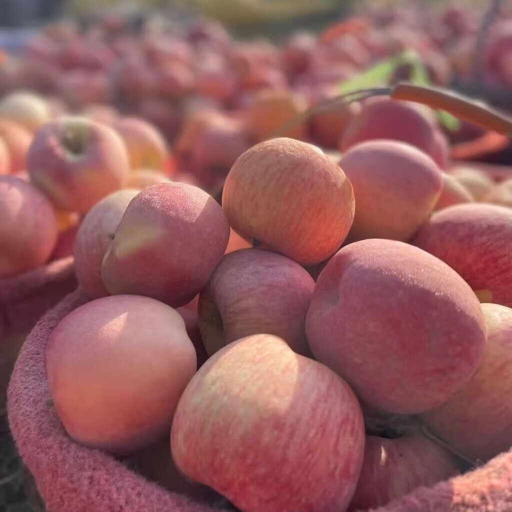 阿克苏苹果冰糖心新疆水果脆甜多汁红旗坡六队直发当季水果礼盒 冰糖心巨无霸果皇【100mm+9枚礼盒装】限量甄选 | 顺丰