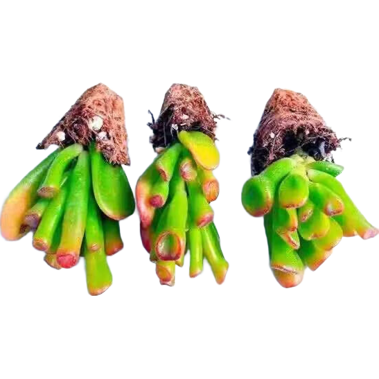 �в�Ǯ������������ֲ��칫��������ֲ���Ի������ֺ��� ����ͳ��ѧ����𡿺챦ʯ3�� 21Ԫ��5��(��4.2Ԫ/��)