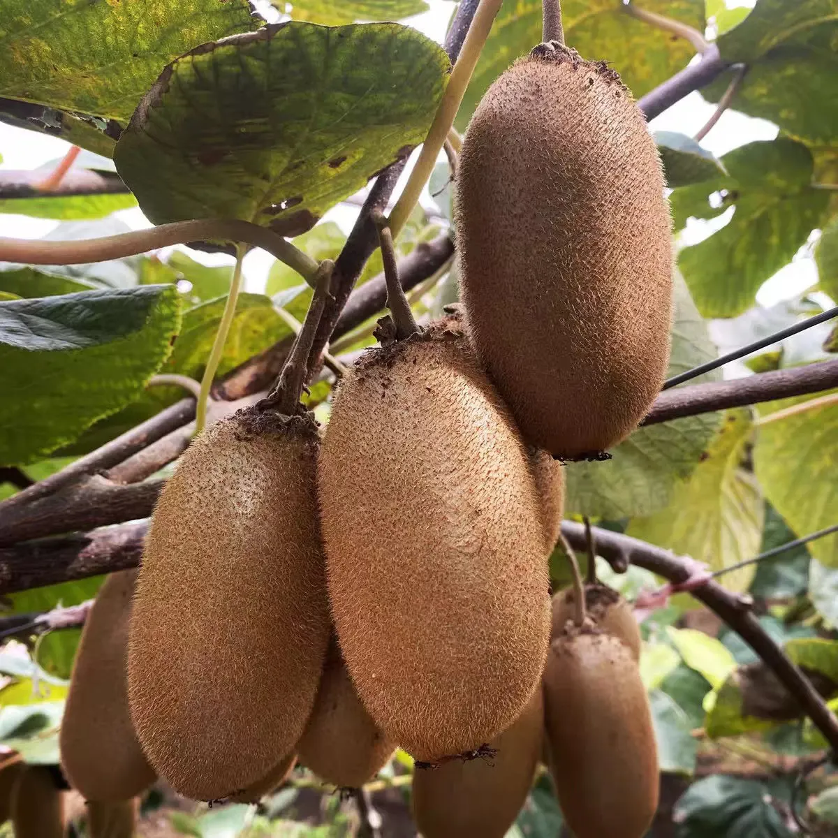 金福猕猴桃绿心猕猴桃应季孕妇当季水果奇异果精品新品种批发价 带箱3斤约22枚左右50-70克