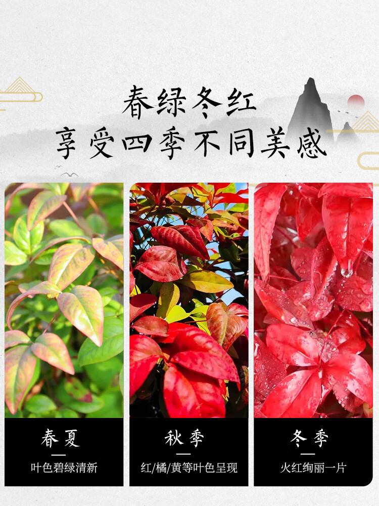 绿有意火焰南天竹盆栽红叶绿植中式禅意四季观叶桌面花卉好养耐寒植物 火焰南天竹（树脂甜甜圈盆）送肥料 耐寒好养