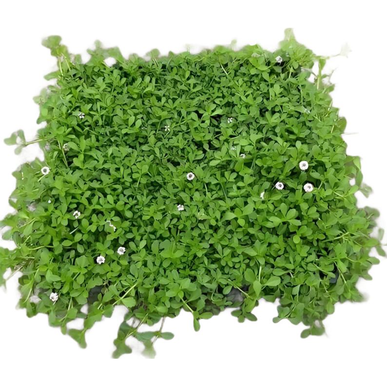 上客來姬巖垂草金莎曼過路黃佛甲草麥冬草方盤植物地被開花草坪花鏡植物 矮麥冬草 一個平方